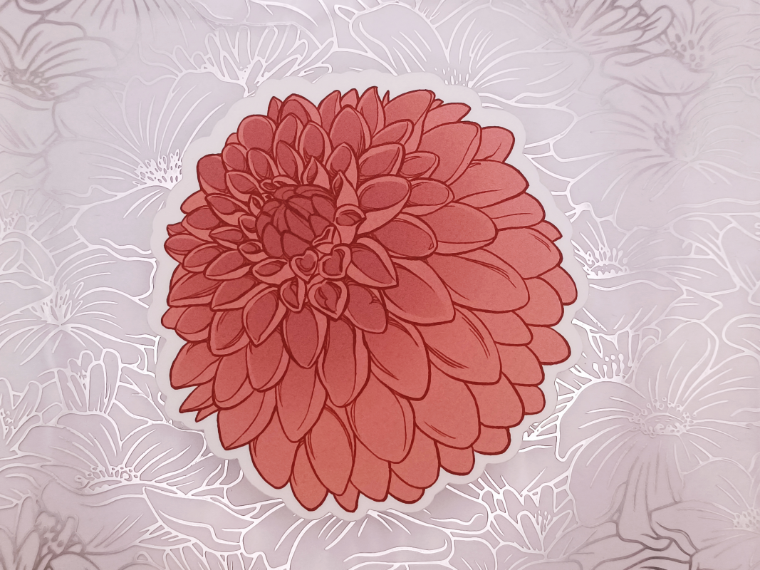 A matte sticker of a dark red Dahlia.